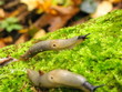Photo: Slugs (Deroceras sp.) creeping across the mosses Slugs (Deroceras sp.) creeping across the mosses