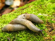 Photo: Slugs (Deroceras sp.) creeping across the mosses Slugs (Deroceras sp.) creeping across the mosses