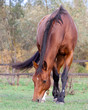 A beautiful red horse in the autumn