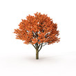 autumn tree on white