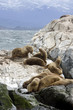 Photo: Southern Sea lions, Tierra Del Fuego, Ushuaia, Argentina Southern Sea lions, Tierra Del Fuego, Ushuaia, Argentina