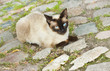 Siamese Cat