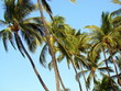 Palm trees in Hawaii with a clear blue sky in the background