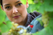 Woman pruning vine