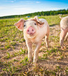 Baby pig