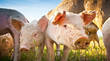 Photo: Two piglets on a field Two piglets on a field