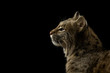 Bobcat