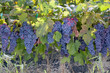 Red Wine Grape Clusters