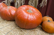Giant Pumpkins at Harvest Time