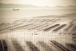 intertidal zone landscape
