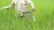 farmer is fertilizing for green jasmine rice
