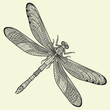 Abstract design dragonfly
