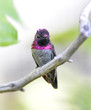 hummingbird, costas male on branch, phoenix, arizona, usa.