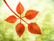 Branch with autumn leaves