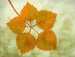 Branch with yellow autumn leaves
