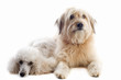 two dogs