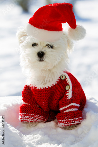 Photo: Christmas - Maltese puppy in Santa hat sitting in snow Christmas - Maltese puppy in Santa hat sitting in snow