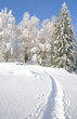 Winterwald mit Rauhreif im Bayerischen Wald