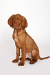 Magyar Vizsla