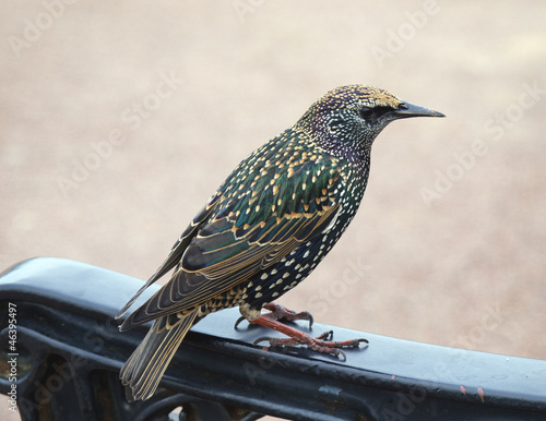 Photo: Starling Starling