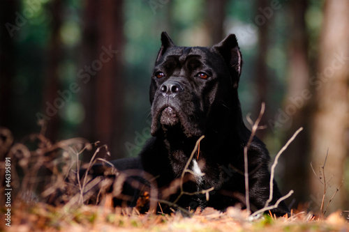 Photo: cane corso dog in the forest cane corso dog in the forest