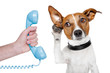 dog on the phone with male hand