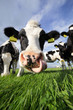 curious cow