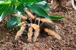 Vogelspinne brachypelma boehmei, Theraphosidae