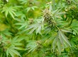 Closeup shot of the green Cannabis plant.