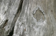 weathered wood detail