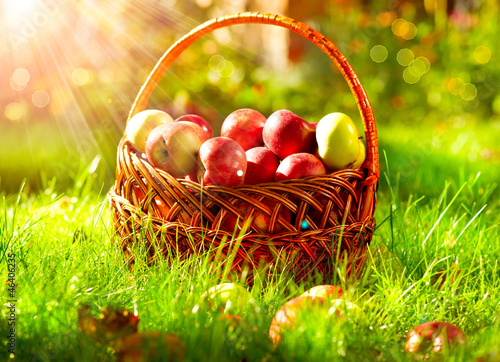 Photo: Organic Apples in the Basket. Orchard. Organic Apples in the Basket. Orchard.