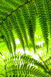 Fern