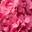 Hydrangea