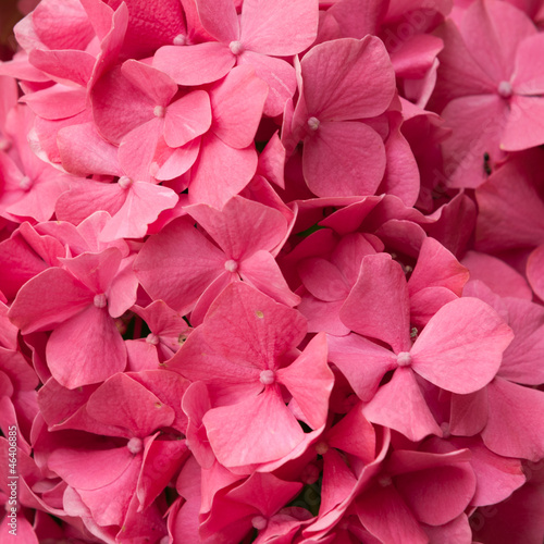 Photo: Hydrangea Hydrangea