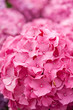 Hydrangea