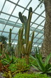 Cactus in the flower dome of Singapore