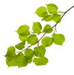 linden branch with new leaves