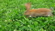 rabbit on a green lawn