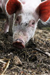 Photo: Little piggy Little piggy