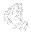 Graceful horse