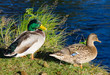Duck couple on river coast