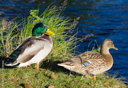 Photo: Duck couple on river coast Duck couple on river coast