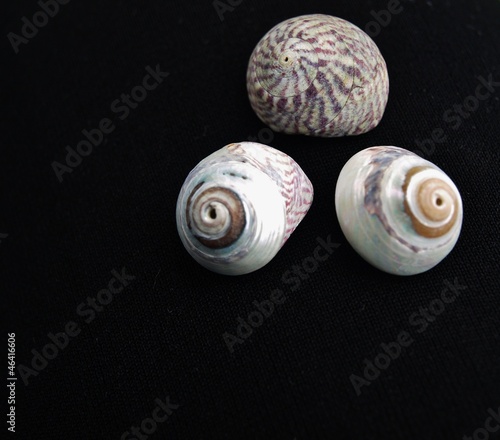 Photo: drei Muschelgehäuse drei Muschelgehäuse