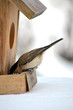 A bird in a birdhouse