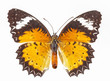 Butterfly with isolated background