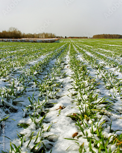 Photo: Country landscape. Country landscape.