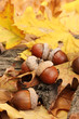 Brown Acorns On Autumn Leaves,...