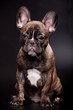 French bulldog puppy, 3,5 mounth old, on black background