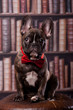 Cute french bulldog puppy with neck bow sitting in library