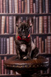 Cute french bulldog puppy with neck bow sitting in library